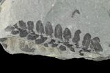 Pennsylvanian Fossil Fern (Neuropteris) Plate - Kentucky #142424-2